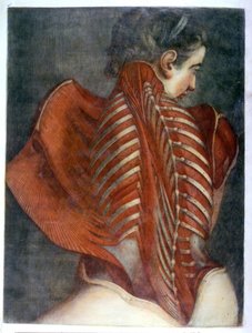 „Oskórowany anioł”, z „Kompletna miologia w kolorze i naturalnej wielkości”, 1746 (mezzotinta)